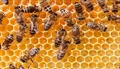 Beekeeping: NAFED to Create 65 FPOs of Beekeepers & Honey Processors