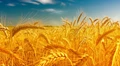 India’s Wheat Exports to Hit a New High this Fiscal Year
