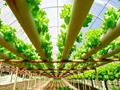 Agrifood Tech Industry Is Currently Focusing On These 4 Trends