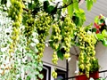 Gardening: Can We Grow Grapes In Garden? Read To Know the Answer