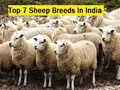 Top 7 Sheep Breeds In India With Features, Varieties & Much More