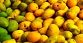 Innoterra to Assist Konkan Farmers in Exporting Their Mangoes