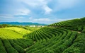 India’s Tea Production Indicates a Revival in 2021