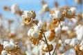Supima Cotton Imports are Skyrocketing