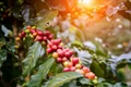 Climate Change May Make Coffee More Scarce & Expensive- New Research