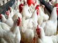 Why Poultry Business is Profitable in Kerala?