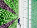 Vertical Farming: Walmart, America’s Largest Goods Store Invests in Agri Startup ‘Plenty’
