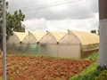 Polyhouse Garlic Farming: Top Varieties, Soil, Fertilizer Requirements, Weed Management & More