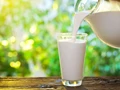 Economic Survey Says Per Capita Milk Availability Increased to 427 Grams/Day