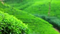 Indian Tea Association Suggests Introduction of a Minimum Floor Price
