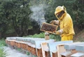 Profitable Business Idea: Earn Up to Rs 2 Lakhs from Beekeeping; Government is Providing 85% Subsidy
