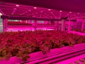 Vertical Farming Firm Kalera Looks for Expansion With Plan to Merge with Agrico Acquisition Corp.