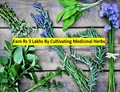 Profitable Medicinal Herbs: Farmers Are Earning Rs. 3 Lakhs Per Acre, Know Which Herbs Is More Lucrative?