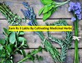 Profitable Medicinal Herbs: Farmers Are Earning Rs. 3 Lakhs Per Acre, Know Which Herbs Is More Lucrative?