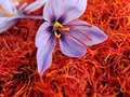 Good Rainfall and GI Tag Boosts Saffron Production in Kashmir