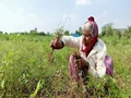 Unseasonal Rainfall Causes Huge Crop Loss; Farmers Seek Compensation