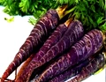Black Carrot: A Magical Vegetable With Numerous Health Benefits