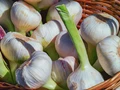 Hydroponic Garlic Farming: Benefits, Requirements, Procedure, Pest Control and Much More
