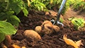 Late Blight of Potato: Complete Management Strategy for This Deadly Disease
