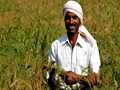 India Needs To Strengthen Its Millet Farming Policies
