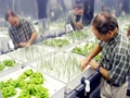 A Green Push to Hydroponic Farming: Gahlot Visits Hydroponics & Horticulture Training Facility
