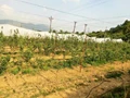 High-density Farming to Bring Horticulture Revolution in Himachal Pradesh