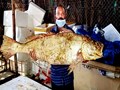 Fisherman in Andhra Pradesh Strikes Gold as Huge ‘Kachidi’ Fish Fetches Record Price of Rs 4.30 lakh