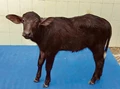 NDRI Develops 2 Cloned Buffaloes That Can Bring Another White Revolution In India