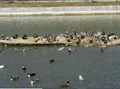 Integrated Fish Farming: Fish cum Duck Farming
