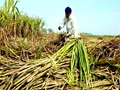 Sugarcane Farmers Demands Pending Payment; Threaten to Protest From February 14