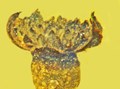 99-Million-Year-Old Flowers Discovered in Amber Grew
