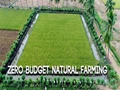 What is Zero Budget Natural Farming and Why It Is Important?