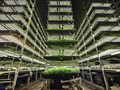 Vertical Farming: Critical Factors to Consider Before Investing