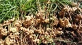 Ginger Farming - How to Grow in the Containers (Pot)