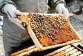 Beekeeping Training: Start Beekeeping Along With Traditional Farming & Earn Huge Profits