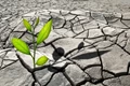Research Insights: Co-occurring Droughts May Endanger Global Food Security