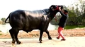 These Super Buffaloes Are Worth More Than Your Favorite Ferrari! Semen Cost Will Leave You Stunned