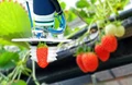 Machine Learning & Artificial Intelligence May be Used to Improve the Taste of Fruits & Vegetables