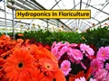 Hydroponics in Floriculture: Use Hydroponic System To Fasten Flower Growth By 50%, Top 5 Flowers to Grow Hydroponically