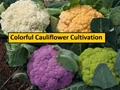 This Maharashtra Farmer Grows Coloured Cauliflower in His Half-Acre Land; Earns Lakhs Every Year