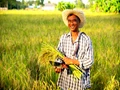 Kellogg's Introduces $2 Million Initiative to Reward Rice Farmers in Reducing Greenhouse Gas Emissions
