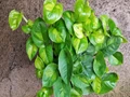 Global Green Pothos: A New Entrant To The Houseplant Circle
