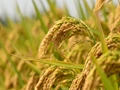 Farmers Get Two New High Yielding Paddy Varieties Developed By TNAU