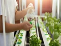 Hydroponic Farming: Determine Best Hydroponic Nutrients with These Critical Factors