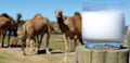 ‘Rising Demands of Camel & Goat Milk among Health-Conscious Consumers’
