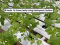 Hydroponics: 8 Herbs To Grow Easily Using Hydroponic System