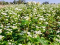 Farmers Get Training on Profitable Buckwheat Cultivation