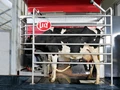 Dairy Farming: These Newest Dairy Technologies That Can Help Farmers Increase their Profits, Manyfold!