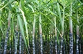 How IFFCO Kisan Tech-led Farming Practices Benefit Sugarcane Farmers