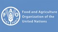 FAO Internship Opportunity 2022: Get Monthly Stipend Up To Rs 50,000 & Chance to Work with UN